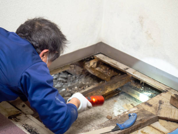 Best Commercial Mold Removal  in Granite Falls, MN