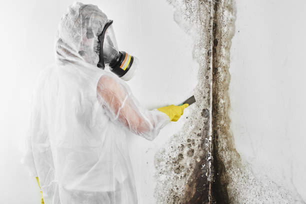 Best Toxic Mold Removal  in Granite Falls, MN