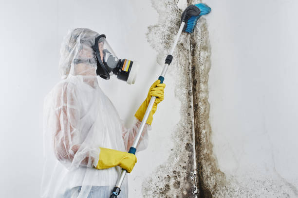 Best Certified Mold Removal  in Granite Falls, MN