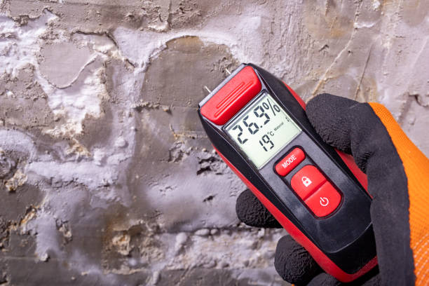 Best Black Mold Removal  in Granite Falls, MN