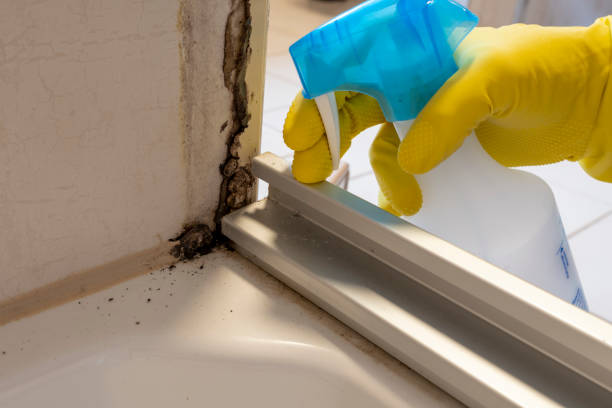 Mold Testing and Removal in Granite Falls, MN
