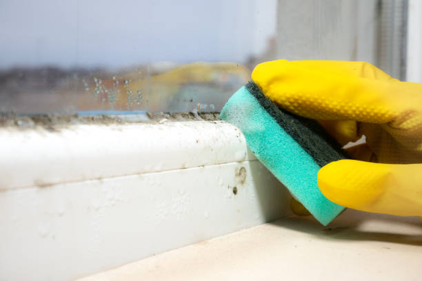 Best Mold Testing and Removal  in Granite Falls, MN