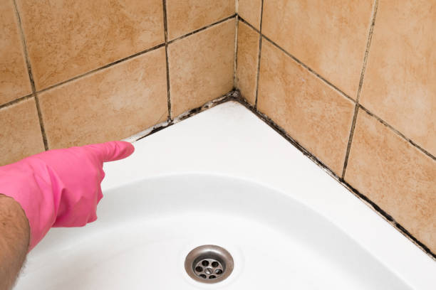 Best Home Mold Removal  in Granite Falls, MN